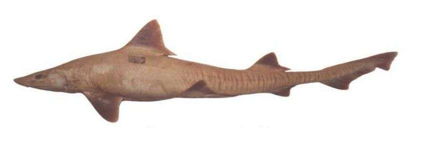 Dusky Smooth-Hound